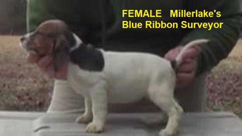 Millerlake's Blue Ribbon Surveyor | Beagle 