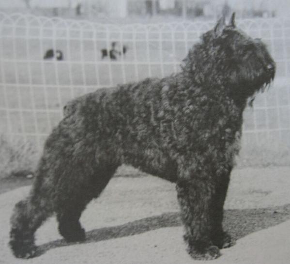 Bonaparte Zierce v.d. Cerberushof | Bouvier des Flandres 