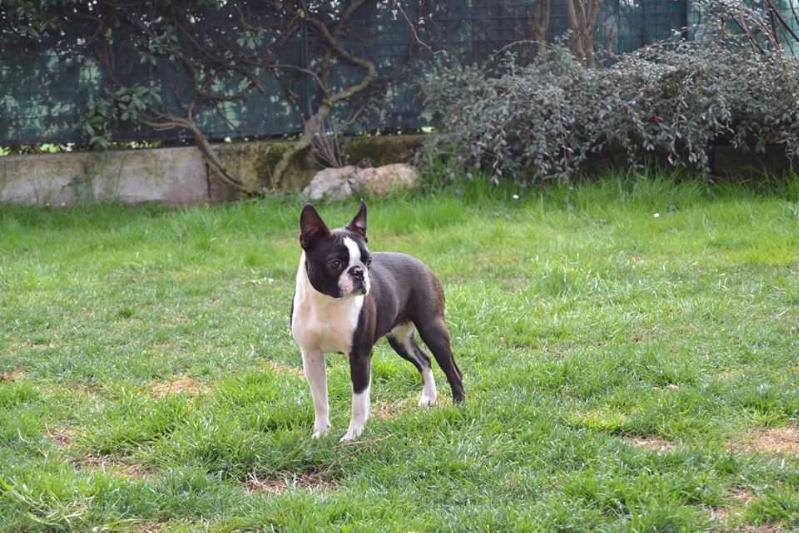gottwj chimay | Boston Terrier 