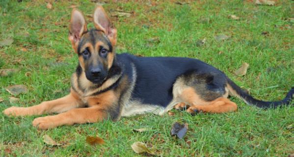 Farina vom Northwest | German Shepherd Dog 