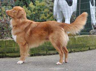 Roaneden's Always A Pleasure | Nova Scotia Duck Tolling Retriever 