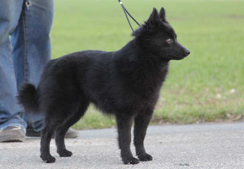 Inès vom haus robag | Schipperke 