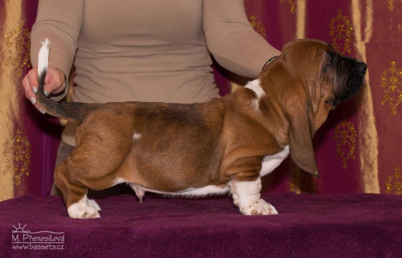 Charleston Citadela Bohemia | Basset Hound 