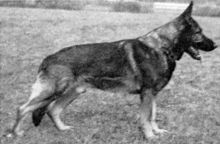 Edo von der Helgenhöhe | German Shepherd Dog 