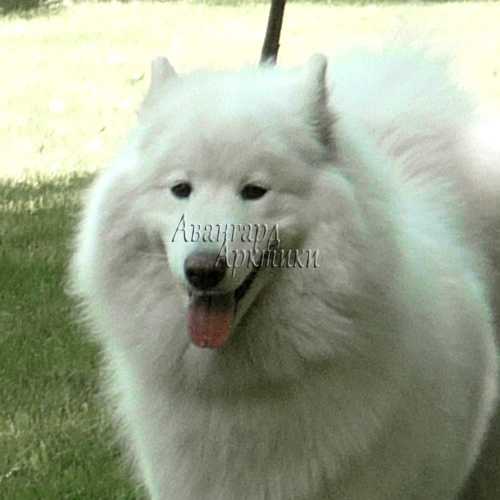 Avangard Arctic Amazonka | Samoyed 