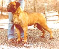 Tailwynde's J-Paul Get Em | Bullmastiff 