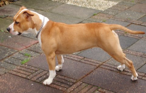 Arcana From The House Of Power | American Staffordshire Terrier 