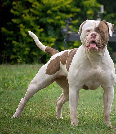 BTKK'S CHOCOLATE KISSES | American Bulldog 