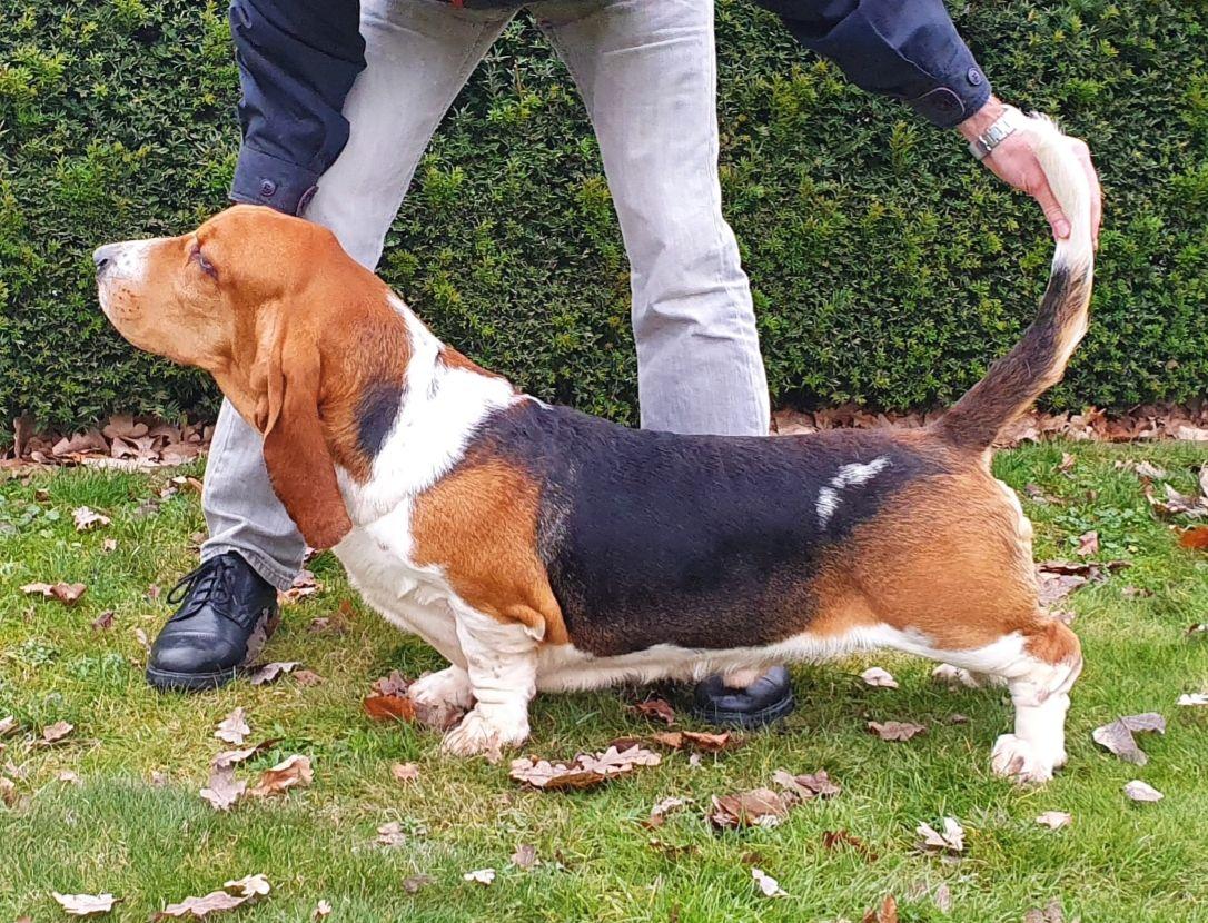 Howling Hunter van Grunsven | Basset Hound 