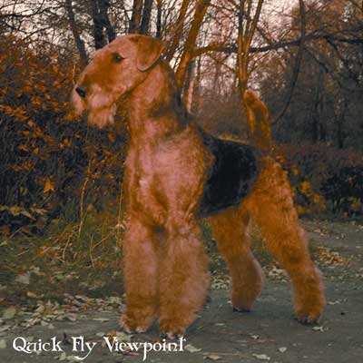 Quick Fly Viewpoint | Airedale Terrier 