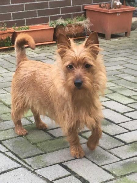 Tasmanian Dream's Bine | Australian Terrier 