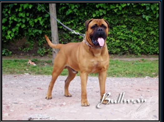 Blackslate Boston Tango | Bullmastiff 