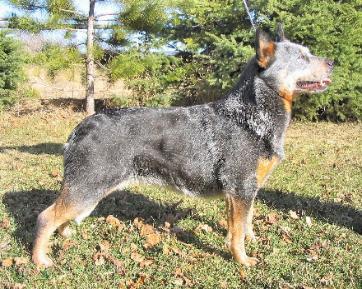 Reddenblu's Holy Smoke | Australian Cattle Dog 