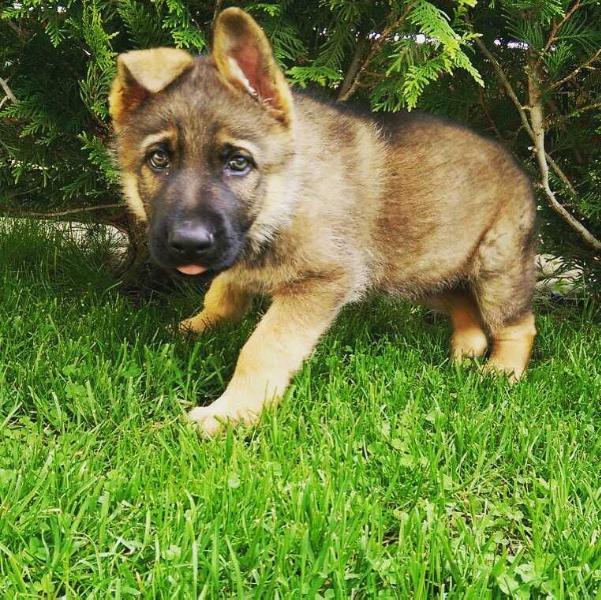 Adolf Fritz of Zen Vision | German Shepherd Dog 