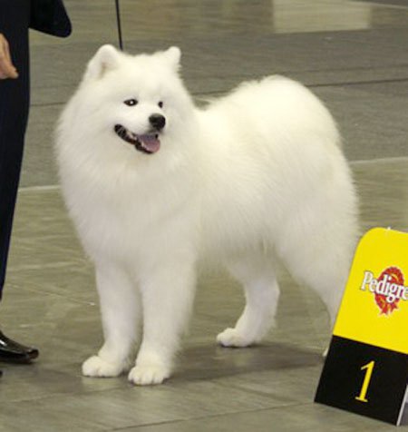 Angel Ayona Kewin | Samoyed 