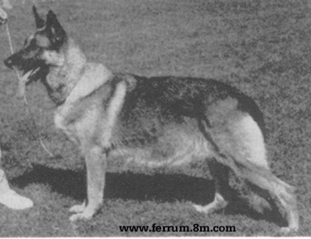 Petra vom Richterbach | German Shepherd Dog 