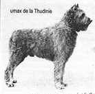 Umax de la Thudinie | Bouvier des Flandres 