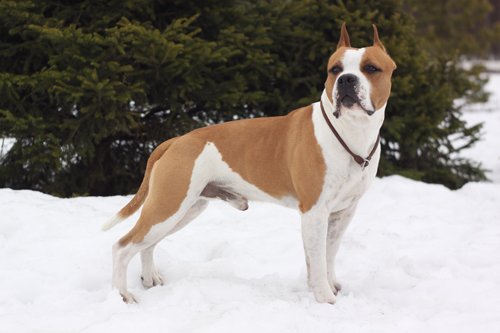 Denvi Zherdan Golden Boy | American Staffordshire Terrier 