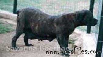 Jo-Jo's Klein Bles Mitch | African Boerboel 