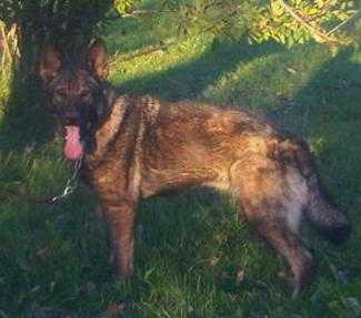 Sabrina von der Gauss | German Shepherd Dog 