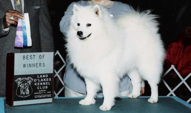 Doran's Irish Rock Of Fissan | American Eskimo Dog 