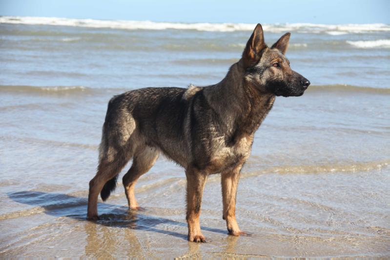 Amfides Eirwen | German Shepherd Dog 