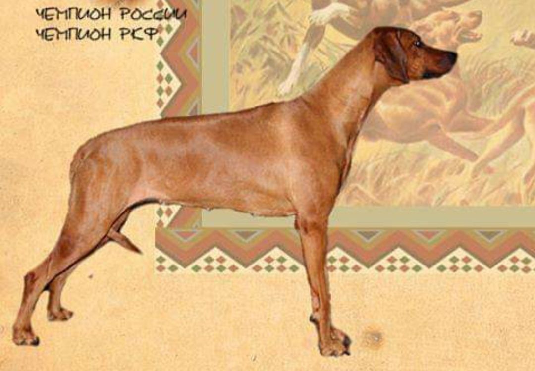 Ayabisha | Rhodesian Ridgeback 