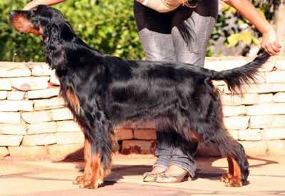 Traccan Gordon Acácia | Gordon Setter 