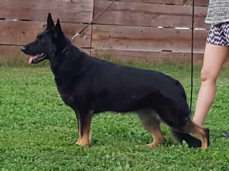 Lindenhill-Gracelyne Topaz of Seven Hills | German Shepherd Dog 