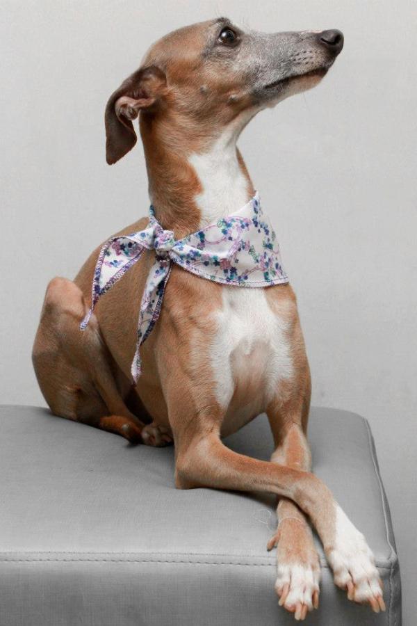 Gigi Maykleiton | Italian Greyhound 