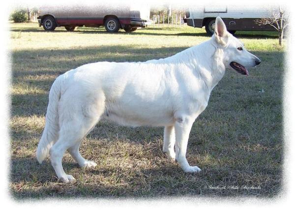 Surefire Nala's Pride N' Joy Of FWS | White Swiss Shepherd Dog 