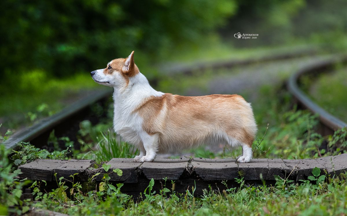 CALIFORNIA IZ EPOHI VELESA | Pembroke Welsh Corgi 