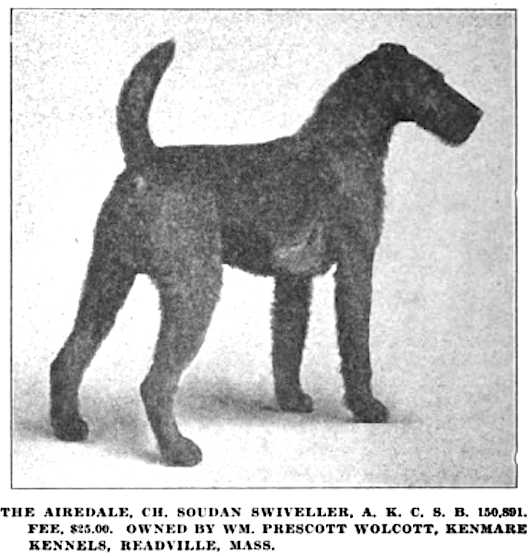 Soudan Swiveller 150891 | Airedale Terrier 