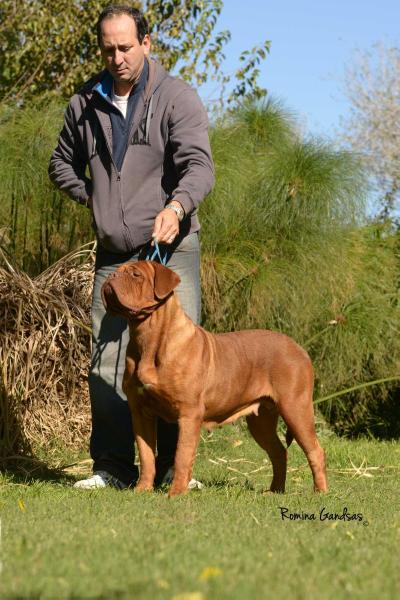 French Temptation De La Tour Gelee | Dogue de Bordeaux 