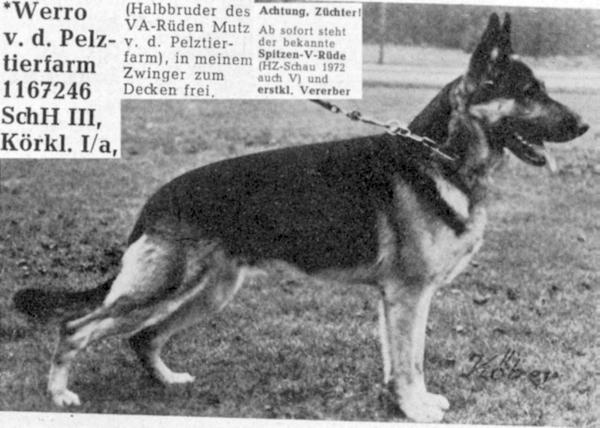 Werro von der Pelztierfarm | German Shepherd Dog 