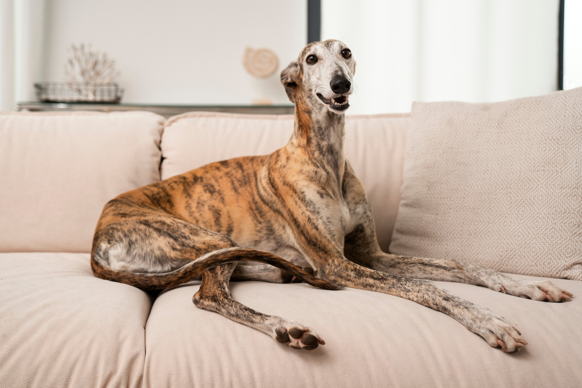 A smiling Greyhound