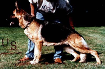 Wespe vom Wildpferdbruch | German Shepherd Dog 