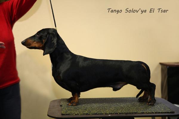 Tango solov'Ya el tsar | Dachshund 