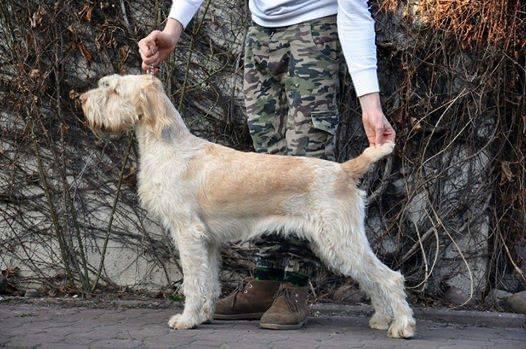 Olivia Arisland Dell’Adige | Spinone Italiano 