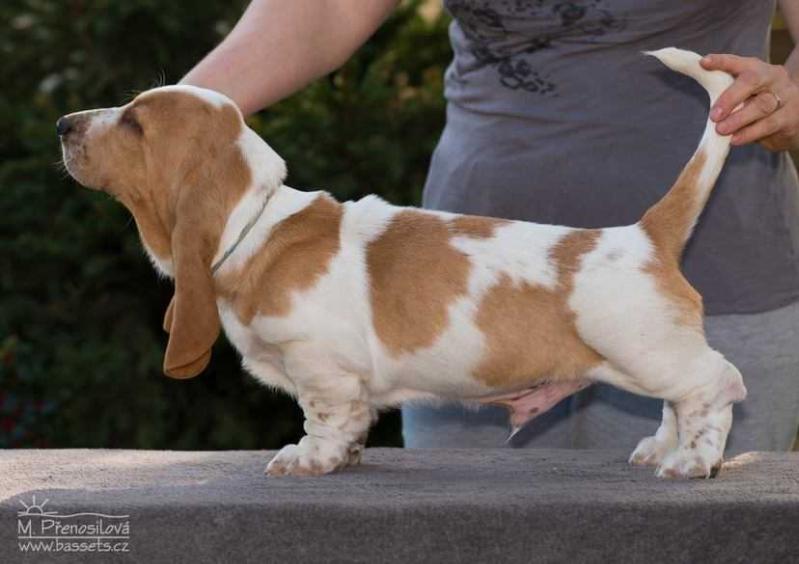 Waldemar Lady Barnett's | Basset Hound 