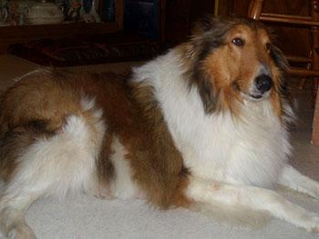 Charmaine's Miles To Go | Rough Collie 