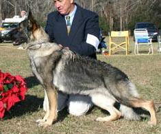 Rallyns Honey Bee | German Shepherd Dog 