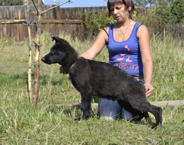 Saimon vom Baikal Haus | German Shepherd Dog 