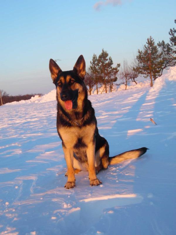 Princess Sheila Anna Rohrbach | German Shepherd Dog 