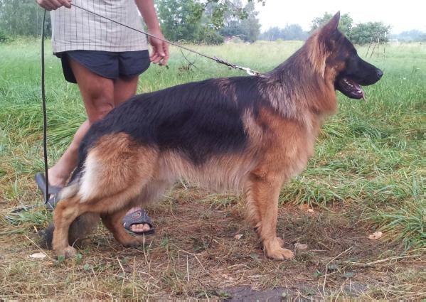 Austin Jamos | German Shepherd Dog 