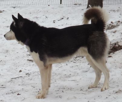 Bond's Stormy Shadow | Siberian Husky 