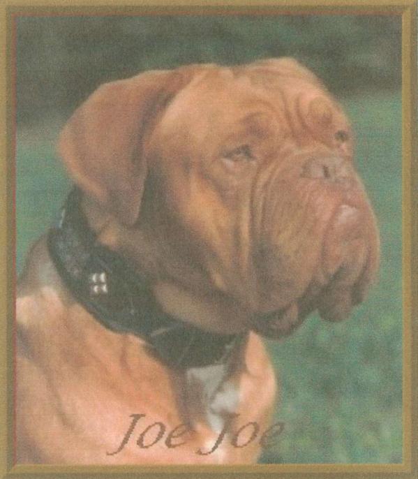 Diva Van De Bargefenne. | Dogue de Bordeaux 