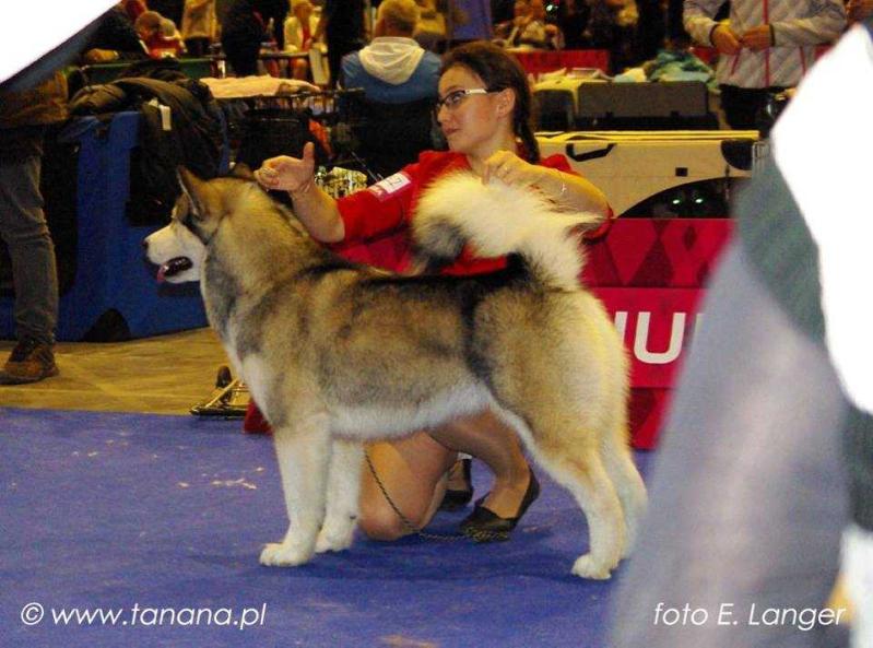 MAl Planet Jenevieva | Alaskan Malamute 