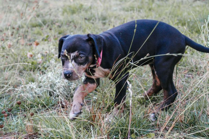 Painted K's Honey B | Catahoula Leopard Dog 