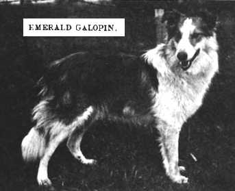 Emerald Galopin | Rough Collie 